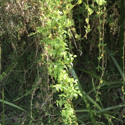 Asparagus asparagoides (Bridal Creeper, Florist's Smilax) at Cowes, VIC - 14 Apr 2022 by Tapirlord