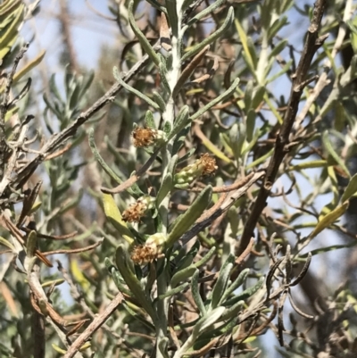 Ozothamnus turbinatus (Coast Everlasting) at Cowes, VIC - 14 Apr 2022 by Tapirlord