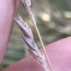Unverified Grass at Cowes, VIC - 14 Apr 2022 by Tapirlord