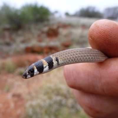 Delma desmosa (Banded Delma) at Petermann, NT - 22 Nov 2011 by jks