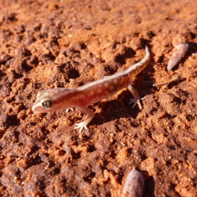 Lucasium stenodactylum (Sand-plain Gecko) at Petermann, NT - 17 Nov 2011 by jks