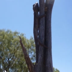 Pogona minor (Dwarf Bearded Dragon) at Petermann, NT - 14 Nov 2011 by jks