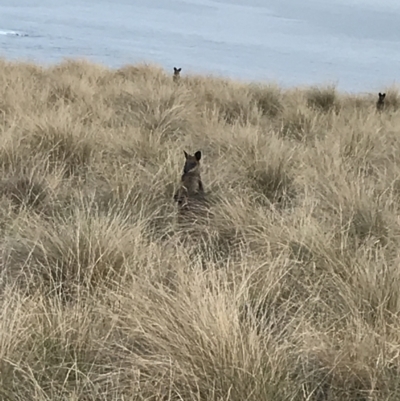 Wallabia bicolor (Swamp Wallaby) at Ventnor, VIC - 14 Apr 2022 by Tapirlord