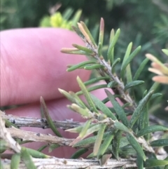 Melaleuca lanceolata (Dryland Tea-tree) at Ventnor, VIC - 14 Apr 2022 by Tapirlord