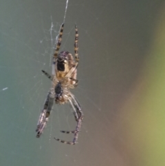 Plebs eburnus (Eastern bush orb-weaver) at Googong, NSW - 11 Apr 2022 by WHall