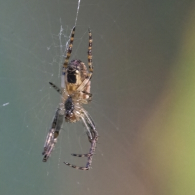 Plebs eburnus (Eastern bush orb-weaver) at Googong, NSW - 11 Apr 2022 by WHall