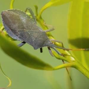 Amorbus sp. (genus) at Googong, NSW - 17 Apr 2022