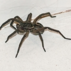 Tasmanicosa sp. (genus) at Googong, NSW - 12 Apr 2022 10:40 PM