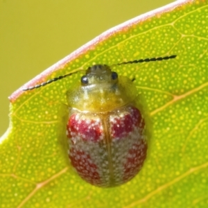 Paropsisterna fastidiosa at Googong, NSW - 17 Apr 2022