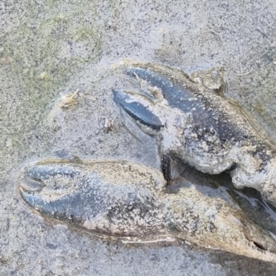 Unidentified Freshwater Crayfish at Wilcannia, NSW - 22 Apr 2022 by AaronClausen