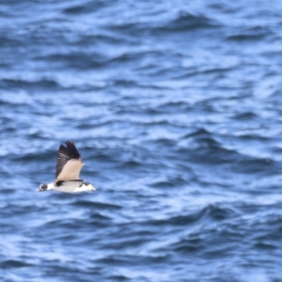 Vanellus miles (Masked Lapwing) at Tathra, NSW - 22 Apr 2022 by JimL