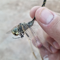 Anax papuensis (Australian Emperor) at Wilcannia, NSW - 22 Apr 2022 by AaronClausen