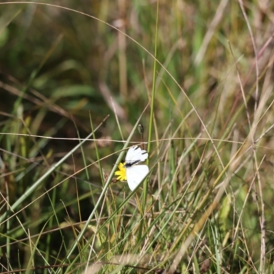 Pieris rapae (Cabbage White) at Nimmitabel, NSW - 22 Apr 2022 by JimL