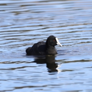 Fulica atra at Nimmitabel, NSW - 22 Apr 2022