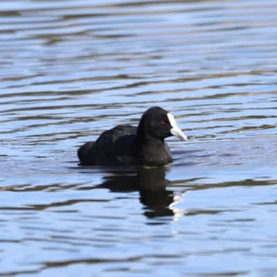 Fulica atra (Eurasian Coot) at Nimmitabel, NSW - 22 Apr 2022 by JimL