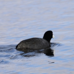 Fulica atra at Nimmitabel, NSW - 22 Apr 2022