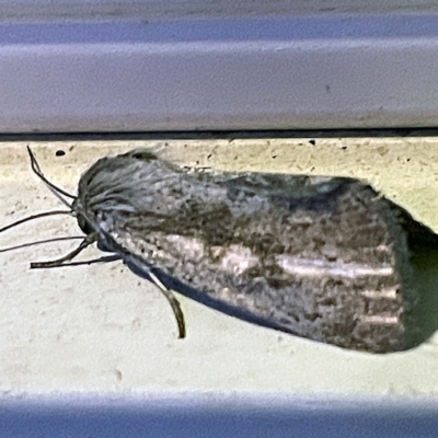 Leptocneria reducta (White Cedar Moth) at Coopers Gully, NSW - 21 Feb 2022 by ibaird