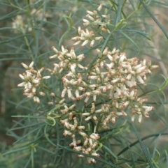 Cassinia quinquefaria (Rosemary Cassinia) at Cook, ACT - 4 Apr 2022 by drakes