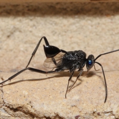 Acanthinevania sp. (genus) at  - suppressed by TimL