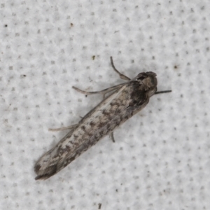 Lepidoptera provisional species 1 at Melba, ACT - 14 Mar 2022 12:08 AM