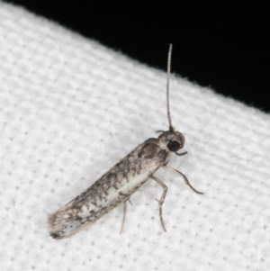 Lepidoptera provisional species 1 at Melba, ACT - 14 Mar 2022