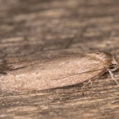 Palimmeces undescribed species near concolor at Melba, ACT - 14 Mar 2022 by kasiaaus