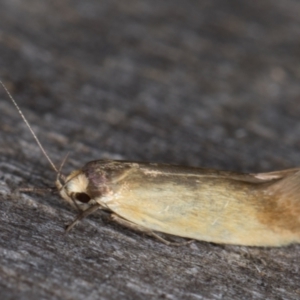 Phauloplana illuta at Melba, ACT - 14 Mar 2022 10:38 PM