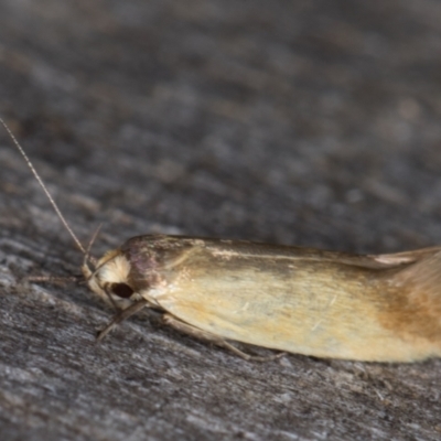 Phauloplana illuta (A concealer moth) at Melba, ACT - 14 Mar 2022 by kasiaaus
