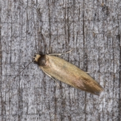 Phauloplana illuta at Melba, ACT - 14 Mar 2022 10:38 PM