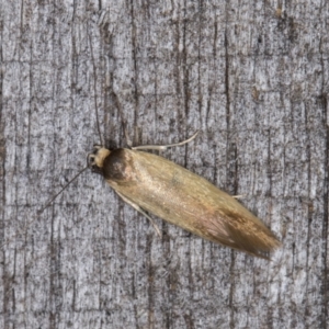 Phauloplana illuta at Melba, ACT - 14 Mar 2022 10:38 PM