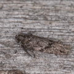 Oecophoridae (family) (Unidentified Oecophorid concealer moth) at Melba, ACT - 14 Mar 2022 by kasiaaus