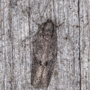 Oecophoridae (family) at Melba, ACT - 14 Mar 2022 10:39 PM