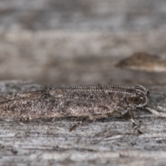 Oecophoridae (family) at Melba, ACT - 14 Mar 2022 10:39 PM