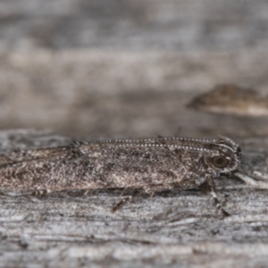 Oecophoridae (family) at Melba, ACT - 14 Mar 2022 10:39 PM