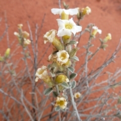 Bonamia rosea (Felty Bellflower) at Petermann, NT - 7 Oct 2010 by jks