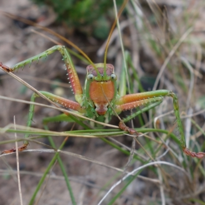 Terpandrus horridus (Sydney Gumleaf Katydid) at Boolijah, NSW - 19 Apr 2022 by RobG1