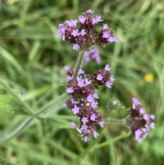 Verbena incompta (Purpletop) at Hackett, ACT - 18 Apr 2022 by NedJohnston