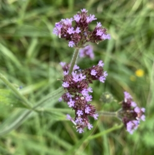 Verbena incompta at Hackett, ACT - 18 Apr 2022 01:43 PM