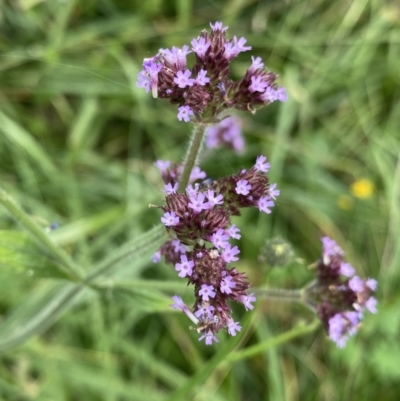 Verbena incompta (Purpletop) at Hackett, ACT - 18 Apr 2022 by NedJohnston