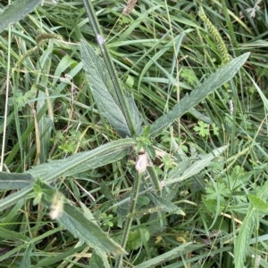 Verbena incompta at Hackett, ACT - 18 Apr 2022