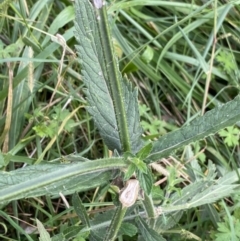 Verbena incompta at Hackett, ACT - 18 Apr 2022 01:43 PM