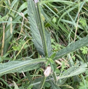 Verbena incompta at Hackett, ACT - 18 Apr 2022