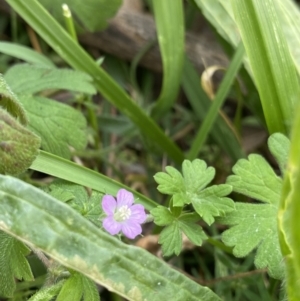 Geranium solanderi at Hackett, ACT - 18 Apr 2022