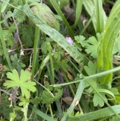 Geranium solanderi at Hackett, ACT - 18 Apr 2022 01:42 PM