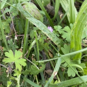 Geranium solanderi at Hackett, ACT - 18 Apr 2022