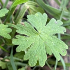 Geranium solanderi at Hackett, ACT - 18 Apr 2022