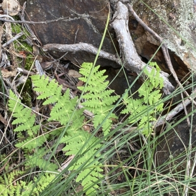 Histiopteris incisa (Bat's-Wing Fern) at Mount Ainslie - 18 Apr 2022 by NedJohnston