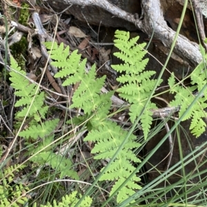 Histiopteris incisa at Campbell, ACT - 18 Apr 2022