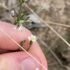 Symphyotrichum subulatum (Wild Aster, Bushy Starwort) at Hackett, ACT - 18 Apr 2022 by NedJohnston