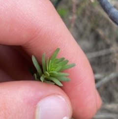 Lythrum hyssopifolia at Hackett, ACT - 18 Apr 2022 01:27 PM